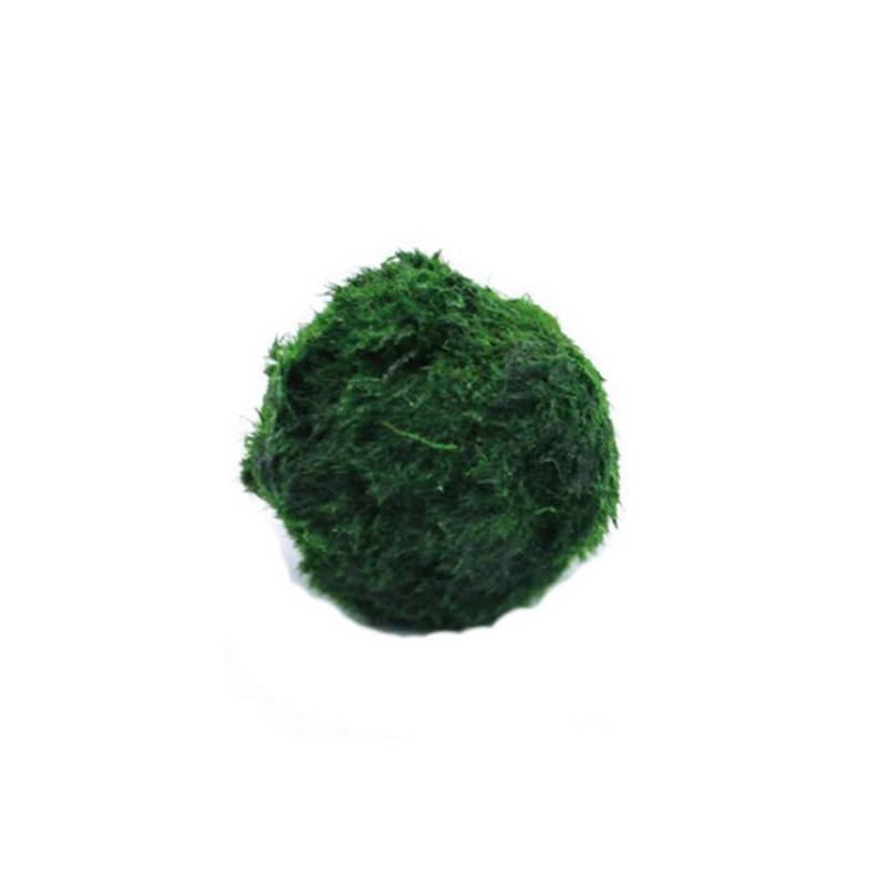 Terrarium Moss Art - Шарики из мха Marimo, живое аквариумное