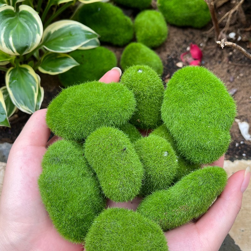 5/30 шт. Искусственные камни-м – обзор и цена Terrarium Moss Art