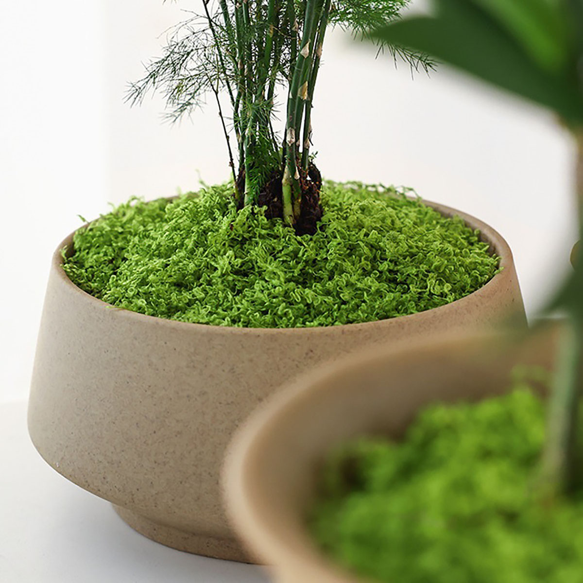 Искусственные зеленые растения – обзор и цена Terrarium Moss Art