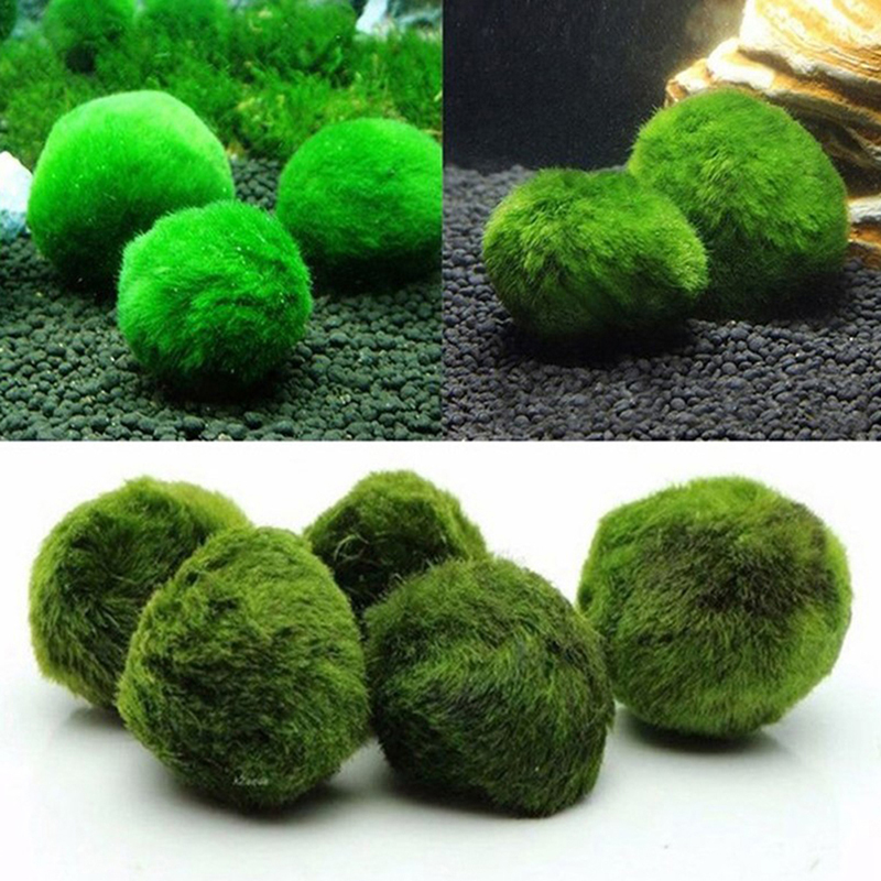 Шарики из мха Marimo, живое ак – обзор и цена Terrarium Moss Art